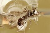 Detailed Fossil Parasitoid Wasp (Scelionidae) in Baltic Amber #315504-1